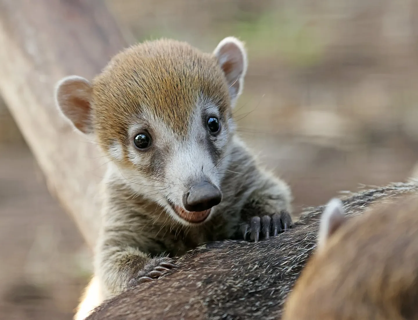 Nosál bělohubý