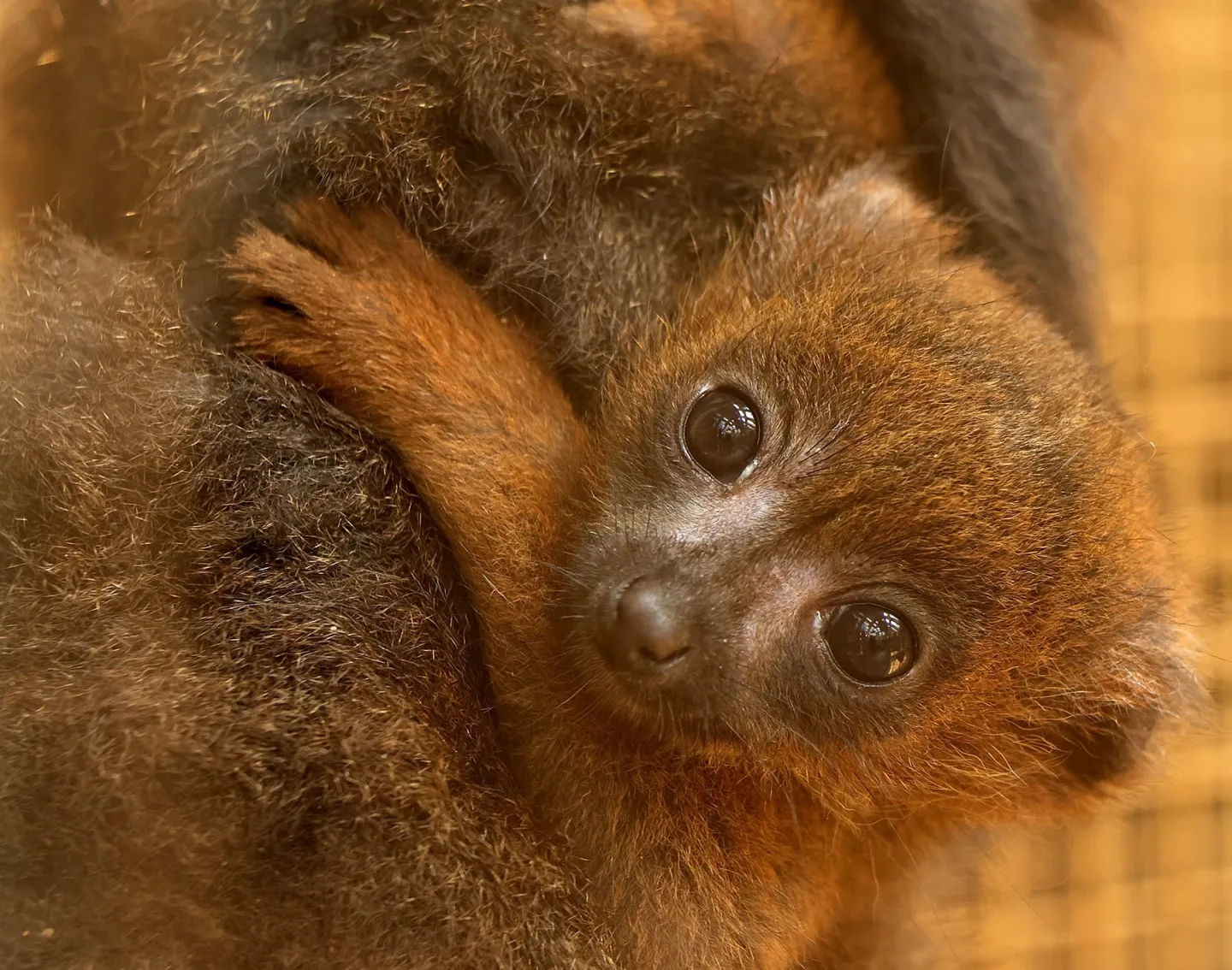 Lemur rudobřichý