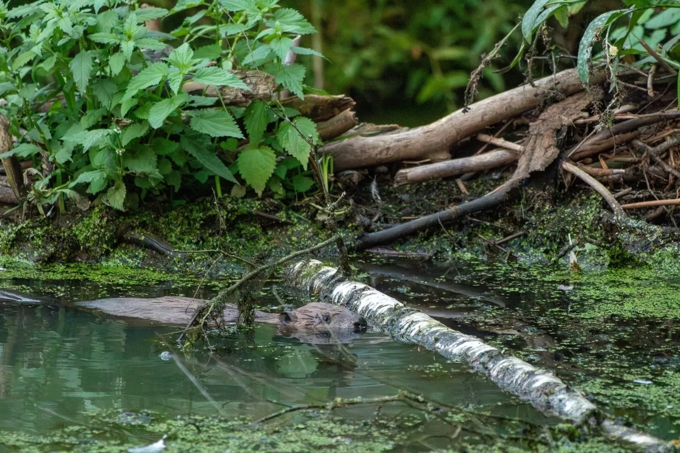 Geniální bobří stavitele, kteří zachránili plzeňskou Valchu, se podařilo krásně vyfotografovat Věře Cardové.