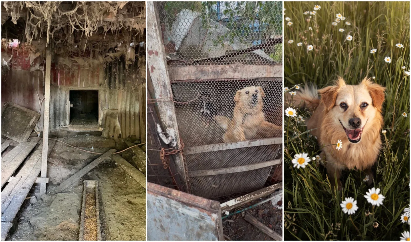 Thelma s dalšími zvířaty živořila v otřesných podmínkách. Jako chovný pes tam byl i Moris, který je aktuálně také k adopci. Na poslední fotografii je vidět, jak i on prokoukl.