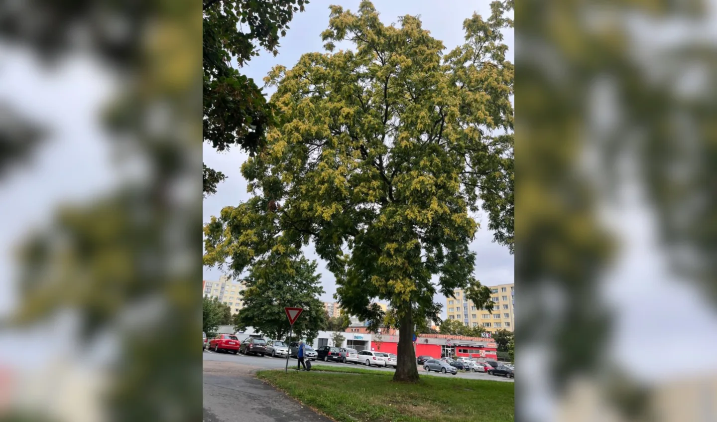 Vzrostlý a zdravý strom s obvodem kmene přes dva metry půjde k zemi