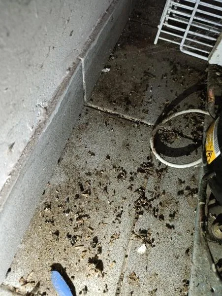 Inspekce uzavřela oblíbený hostinec, všude byl nepořádek, myší bobky a plísně