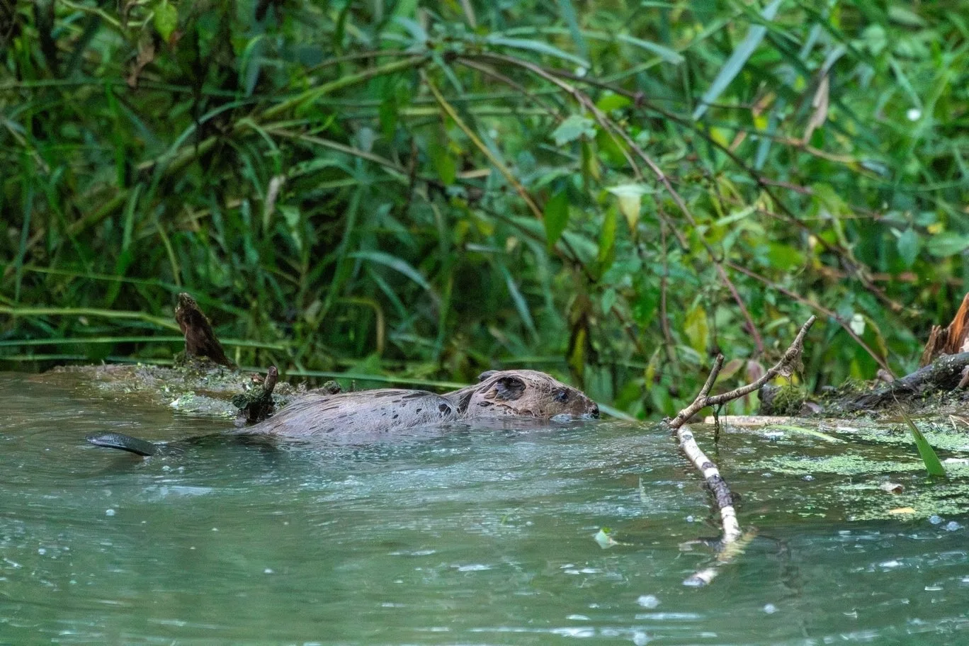 Geniální bobří stavitele, kteří zachránili plzeňskou Valchu, se podařilo krásně vyfotografovat Věře Cardové.