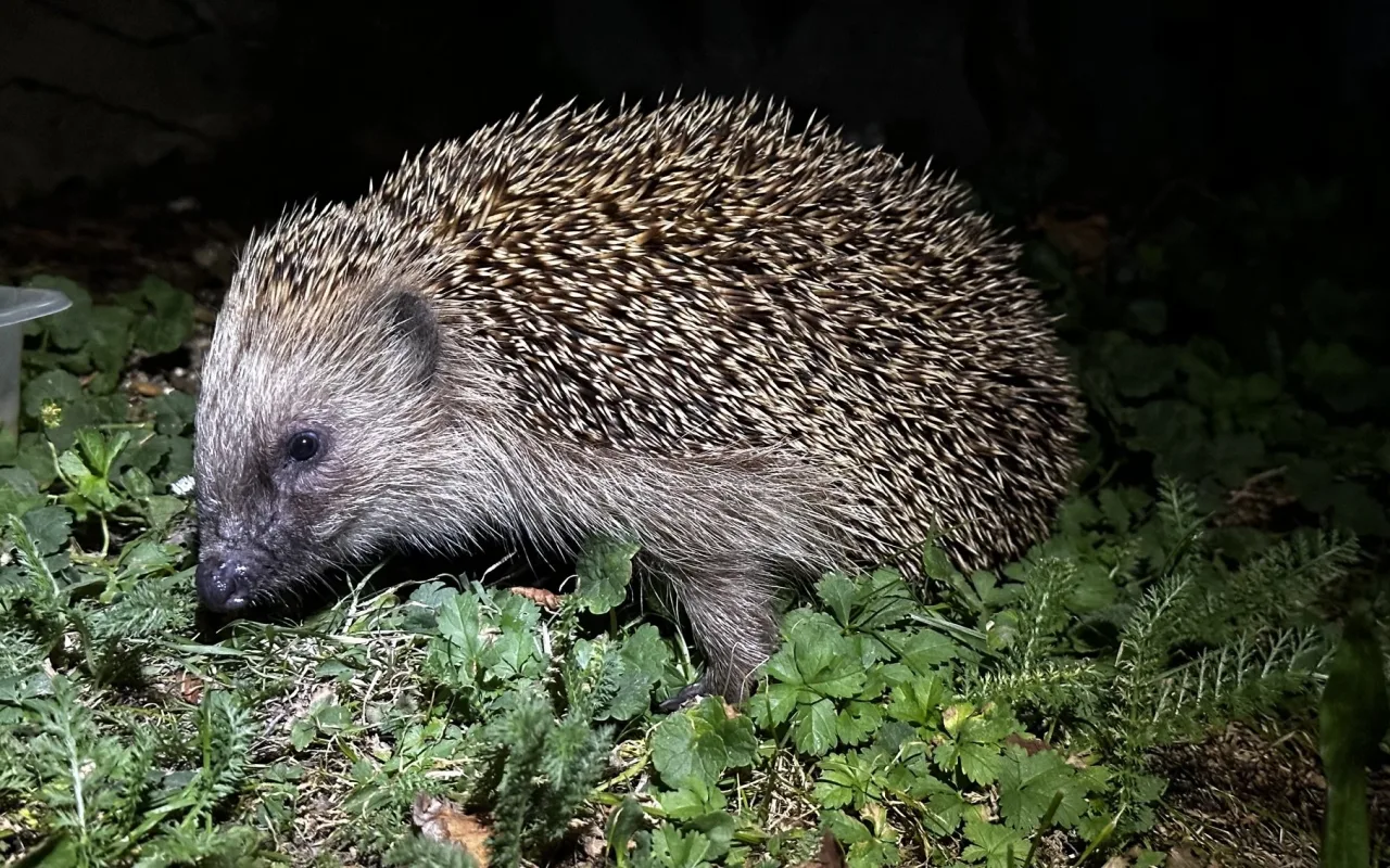 Hysterie kolem ježků. Lidé je už teď zbytečně zachraňují, i když pomoc nepotřebují
