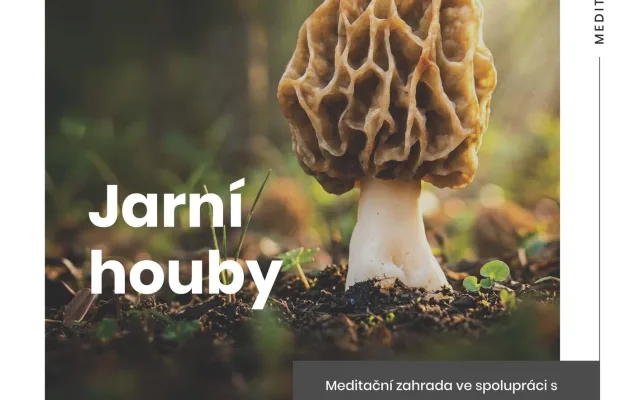 Jarní houby v Meditační zahradě