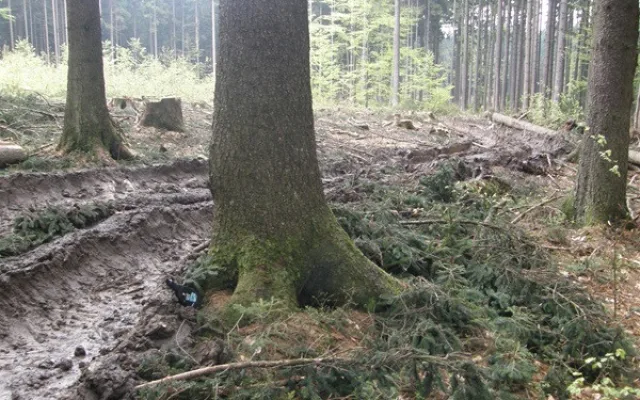 Inspekce pokutuje firmu za poškození půdy při těžbě v CHKO Český les.