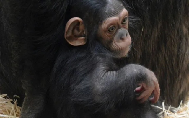 Klenot plzeňské zoo oslavil tři měsíce života, šimpanzí holčička Caila se má čile k světu