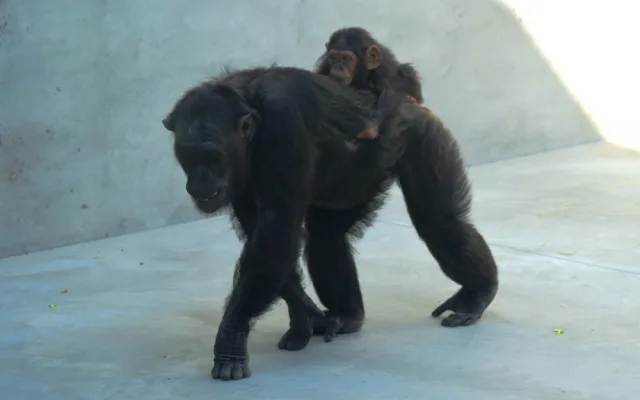 Klenot plzeňské zoo oslavil tři měsíce života, šimpanzí holčička Caila se má čile k světu
