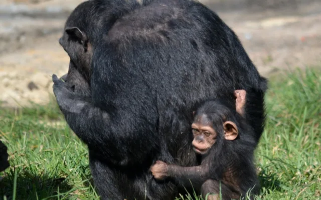 Klenot plzeňské zoo oslavil tři měsíce života, šimpanzí holčička Caila se má čile k světu