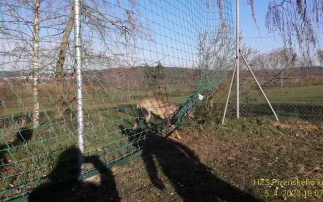 Srnce uvěznila síť na fotbalovém hřišti, na svobodu mu pomohli hasiči