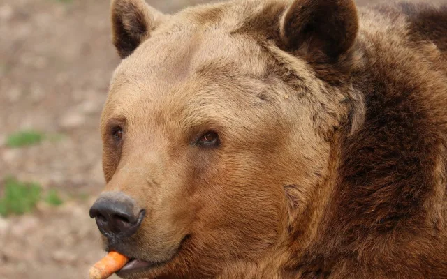 Čtveřice medvědů v plzeňské zoo se probudila ze zimního spánku a už dovádí ve výběhu