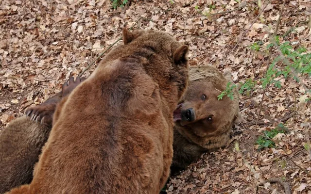 Čtveřice medvědů v plzeňské zoo se probudila ze zimního spánku a už dovádí ve výběhu