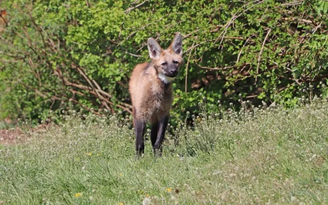Návštěvníci plzeňské zoo mohou konečně sledovat nová mláďata vlka hřivnatého