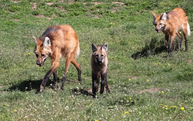 Návštěvníci plzeňské zoo mohou konečně sledovat nová mláďata vlka hřivnatého