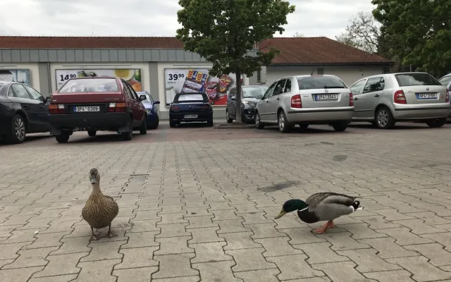 Kachnám se líbí i na parkovišti před supermarketem