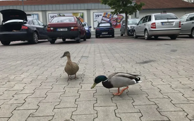 Kachnám se líbí i na parkovišti před supermarketem