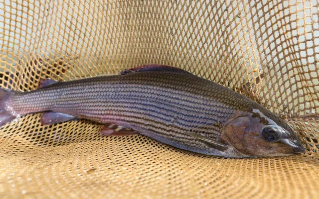 lipan podhorní