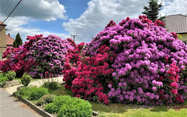 Rozkvetlé rododendrony se stávají turistickou atrakcí. Dejte pozor, až u nich budete brzdit!