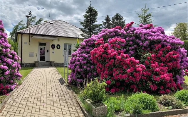 Rozkvetlé rododendrony se stávají turistickou atrakcí. Dejte pozor, až u nich budete brzdit!