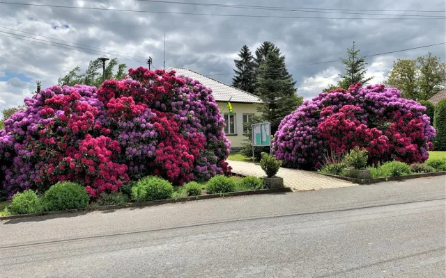 Rozkvetlé rododendrony se stávají turistickou atrakcí. Dejte pozor, až u nich budete brzdit!