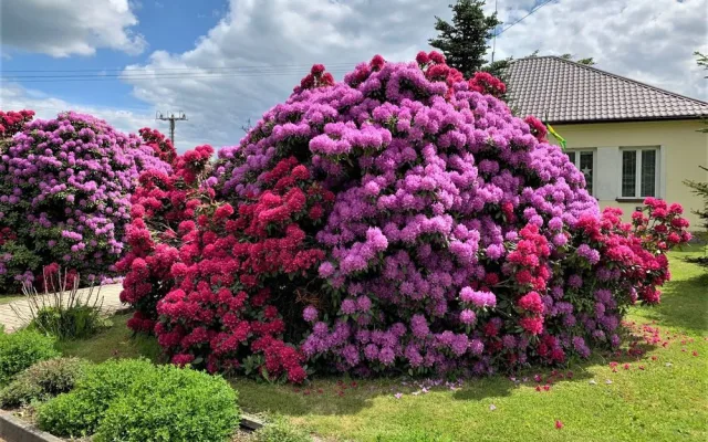 Rozkvetlé rododendrony se stávají turistickou atrakcí. Dejte pozor, až u nich budete brzdit!