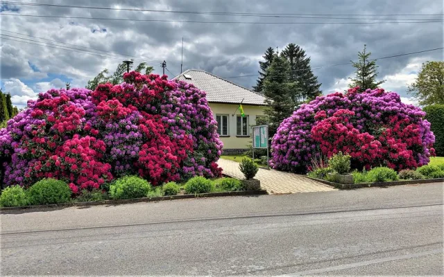 Rozkvetlé rododendrony se stávají turistickou atrakcí. Dejte pozor, až u nich budete brzdit!
