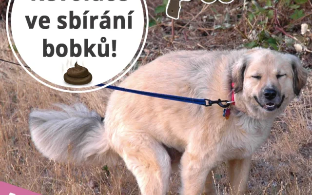 VášChovatel: Každý, kdo u nás nakupuje, podporuje zároveň útulky. Snažíme se, aby naše podnikání mělo přesah