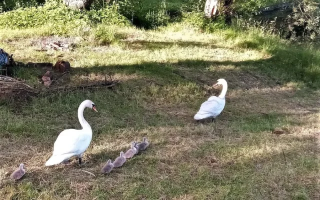 Zachráněný labutí samec s amputovaným křídlem už hrdě vodí svoje mláďata