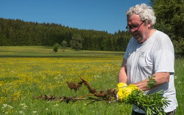 Správa NP Šumava se snaží rostlinu postupně likvidovat