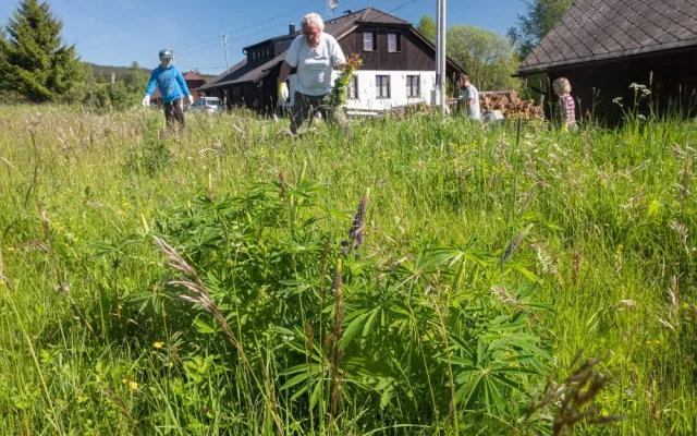 S lupinou vyráží do boje i dobrovolníci,