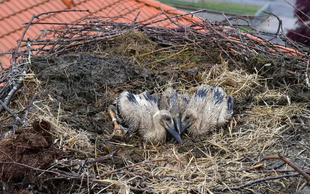 Z čapího hnízda neodtékala voda a hrozilo, že mláďata zahynou