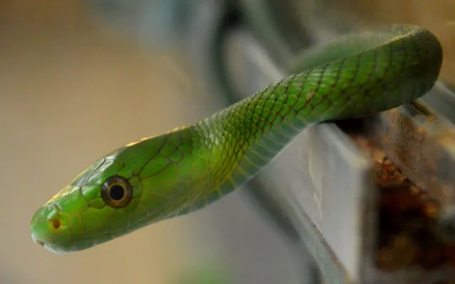 Mamba úzkohlavá
