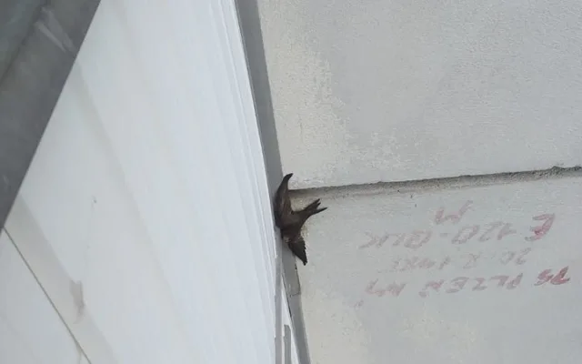 Tachovští hasiči pomáhali zachránit rorýse