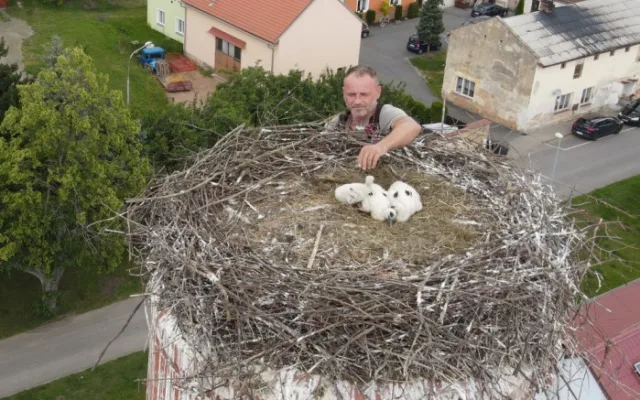 Václav Kural ml. kroužkuje asi tři týdny stará mláďata čápa bílého v Heřmanově Huti