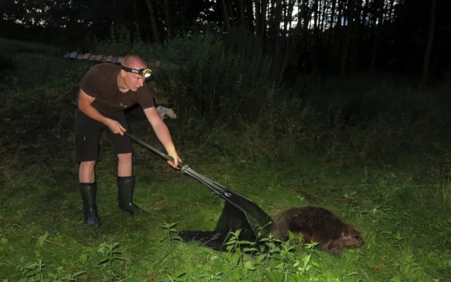 Tři kluci pomohli zachránit bobra, který uvízl v zapomenutém sklípku