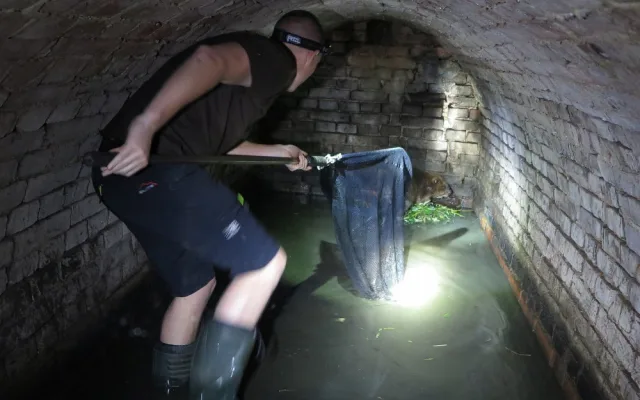 Tři kluci pomohli zachránit bobra, který uvízl v zapomenutém sklípku