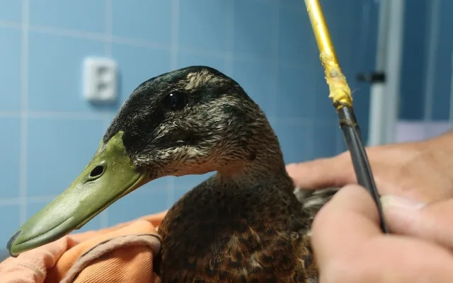 Kačera se šípem zabodnutým do hlavy se po tříměsíčním úsilí podařilo odchytit