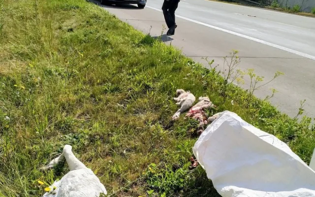 Masakr neopatrné labutí rodiny na dálnici D5 přežila se zraněním jen samice