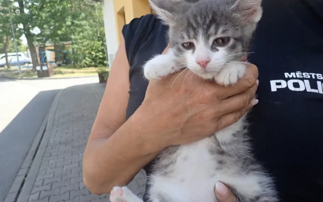 V koruně stromu uvízlo kotě, na pomoc museli přijet hasiči