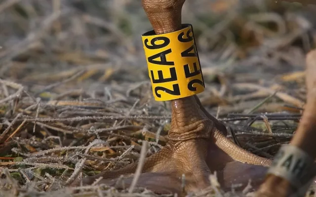 Ornitologické kroužky mají různou barvu