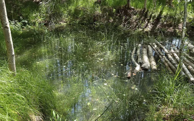 Nový šumavský projekt navrátí vodu do vysušených mokřadů a pramenišť