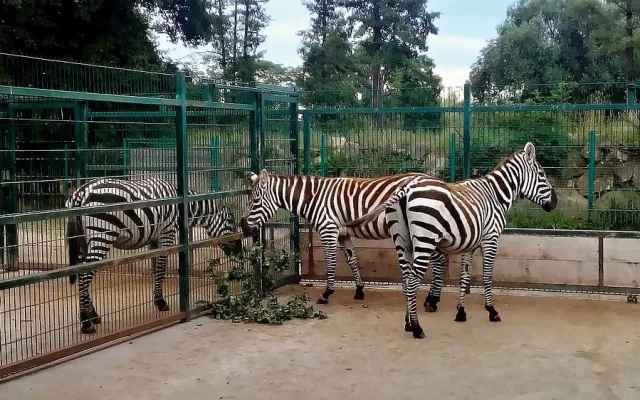 Zoo Plzeň se zapojila do záchrany vzácných zeber bezhřívých, chová první tři zvířata