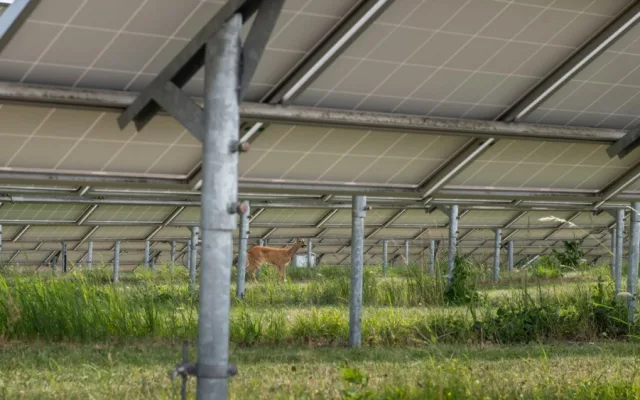 Při extrémně obtížném odchytu srnky v areálu fotovoltaické elektrárny pomáhal i dron