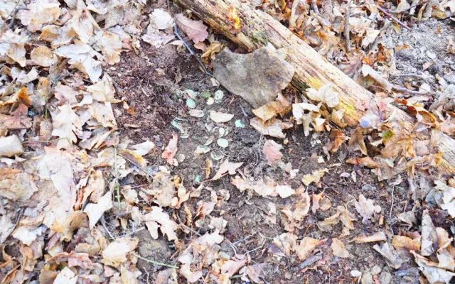 Miliónový poklad odhalila divoká prasata