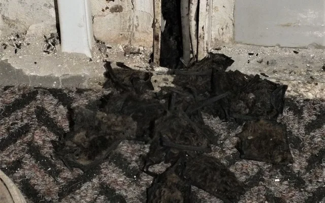 Netopýři se dostanou všude. Problém je dostat je ven