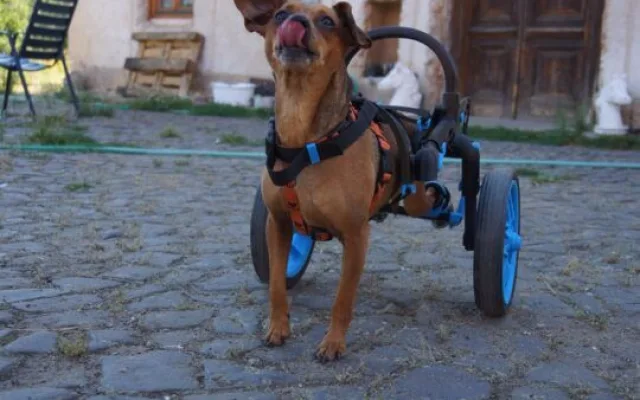 Česká firma vyrábí invalidní vozíky pro handicapované pejsky