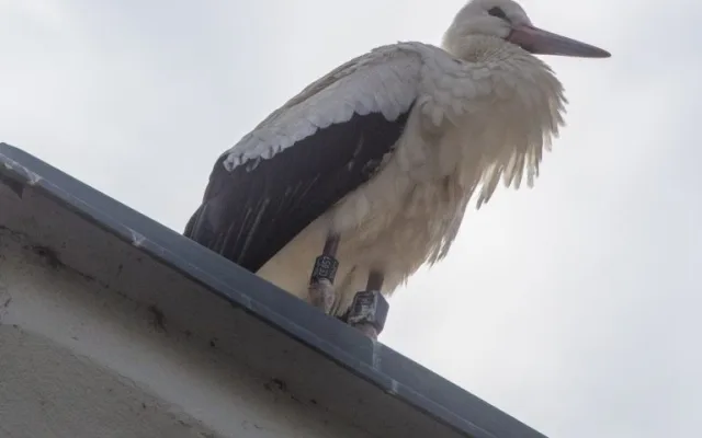 Také tento čáp měl na zádech vysílačku