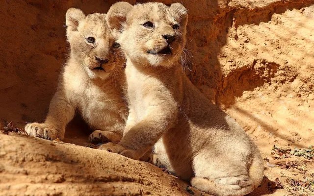 Zoo pokřtila dvě srpnová mláďata lva berberského jmény Fazan a Farida