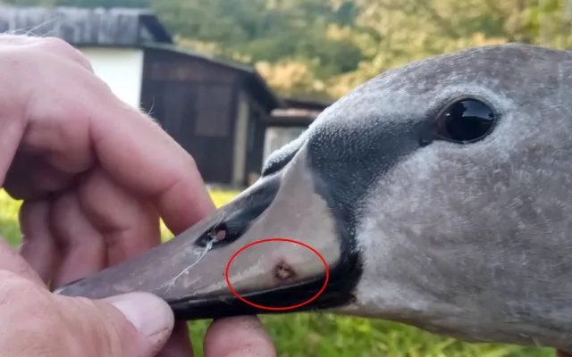 Labuťě zraňují rybářské háčky a zamotané vlasce, bez pomoci člověka umírají