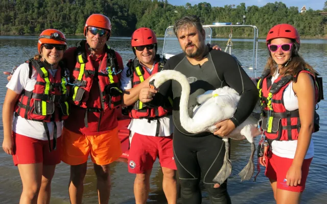 Labuťě zraňují rybářské háčky a zamotané vlasce, bez pomoci člověka umírají